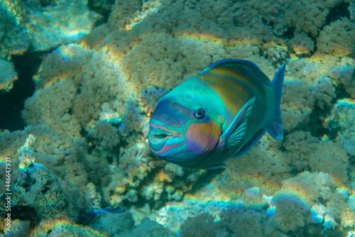 Daisy parrotfish - Chlorurus sordidus, Red Sea 