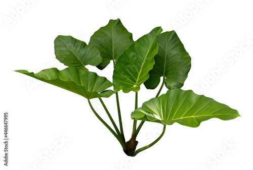 Tropical green leaves Philodendron Heartleaf plant isolated on white background, clipping path included