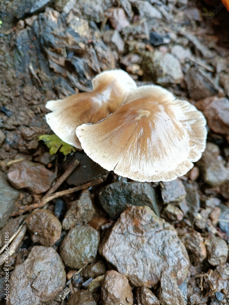 A mushroom or toadstool is produced above ground, on soil . Natural nature image A mushroom or toadstool is produced above ground, on soil . Natural nature image