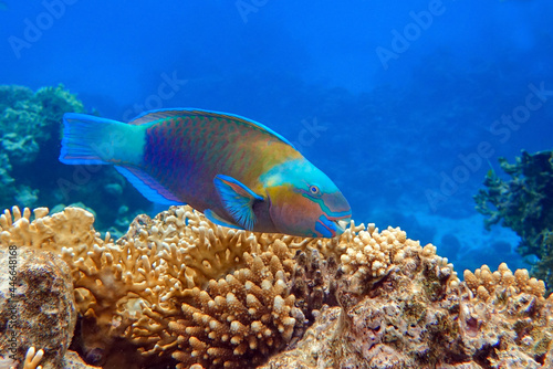 Daisy parrotfish  - Chlorurus sordidus,  Red Sea 