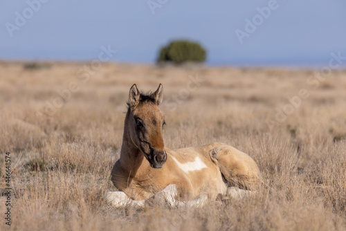 Cute Wild Horse Foal in the Utah Desert