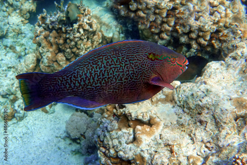 Scarus niger - Dusky parrotfish by coral, Red Sea © mirecca