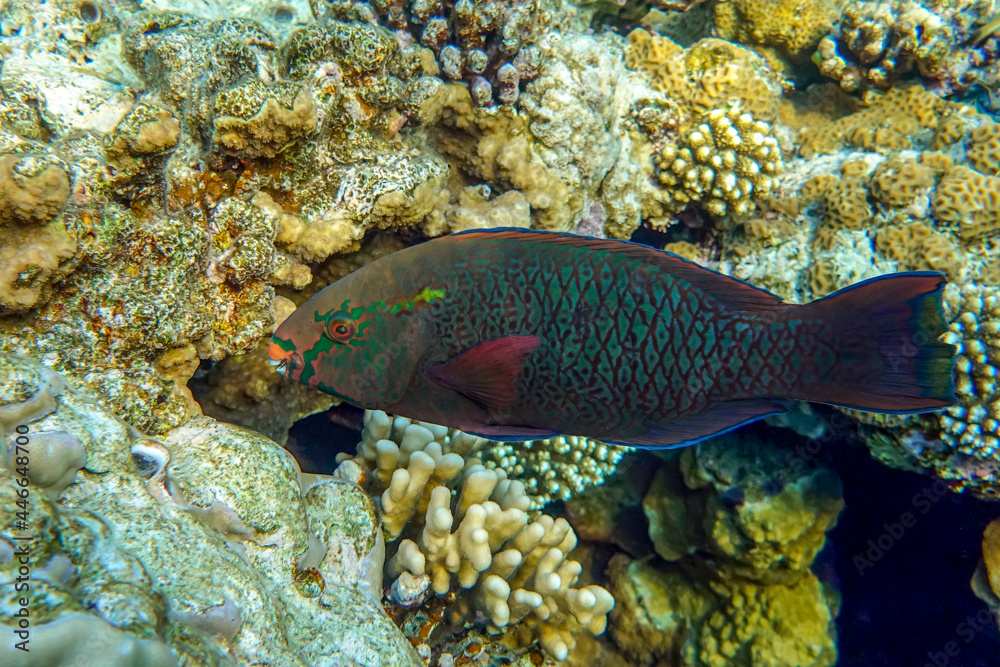 Scarus niger - Dusky parrotfish by coral, Red Sea Scarus niger - Dusky parrotfish by coral, Red Sea