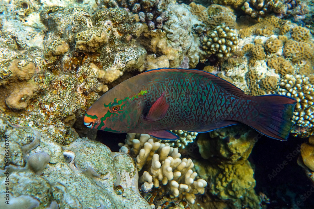 Scarus niger - Dusky parrotfish by coral, Red Sea Scarus niger - Dusky parrotfish by coral, Red Sea