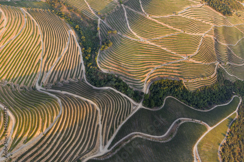 Aerial view of the terraced vineyards in romantic sunset in the Douro Valley near the village of Pinhao. Concept for travel in Portugal and most beautiful places in Portugal Port wine wine farm Unesco