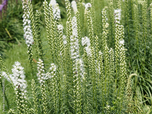 Dense blazing star or Liatris spicata with stunning white flowers in a long spike at the top of a stem with leaves around it in a spiral photo