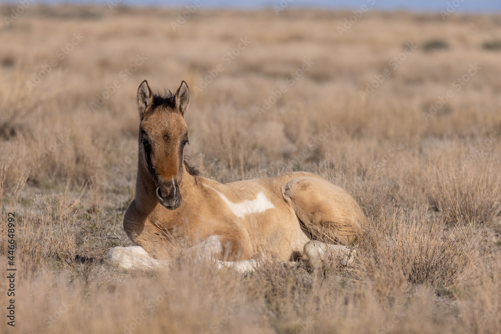 Cute Wild Horse Foal in the Utah Desert Cute Wild Horse Foal in the Utah Desert