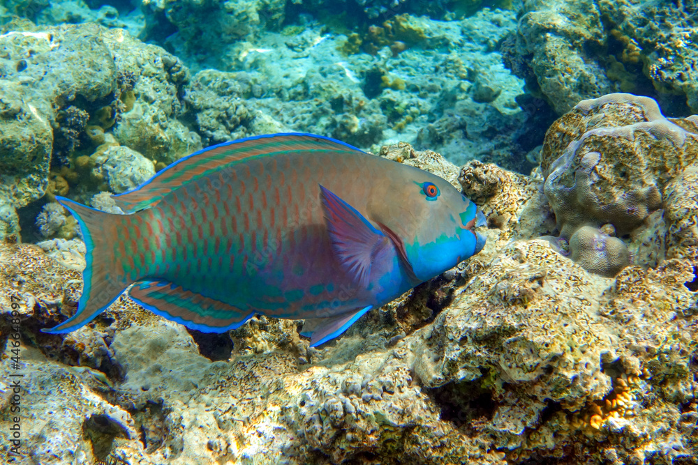 Fototapeta premium Greenbelly parrotfish - Scarus falcipinnis, Red sea Egypt