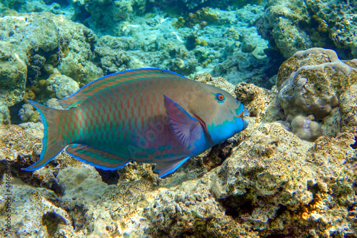 Greenbelly parrotfish - Scarus falcipinnis, Red sea Egypt © mirecca