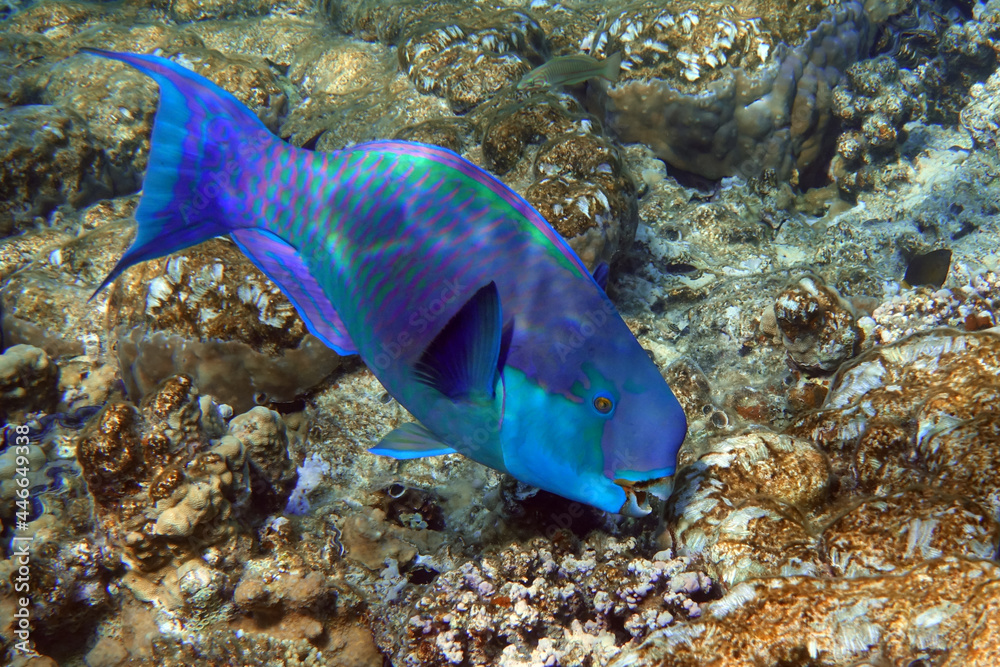 Fototapeta premium Red Sea Steephead Parrotfish (Chlorurus gibbus) 