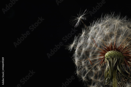 Beautiful dandelion flower on black background  closeup. Space for text