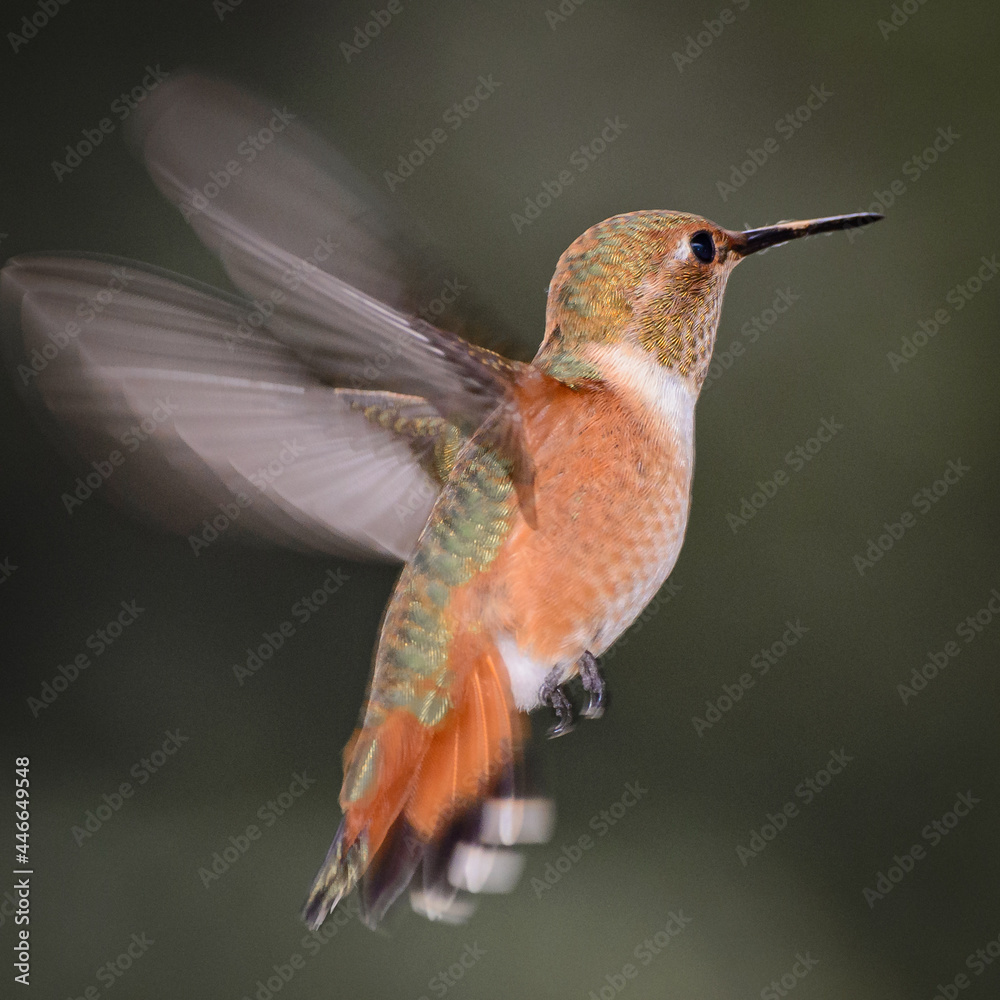 Fototapeta premium Hummingbird