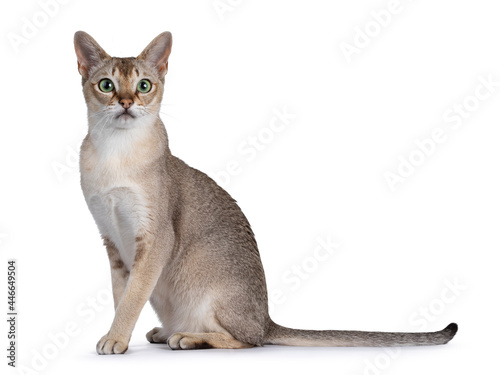 603 Best Singapura Images Stock Photos Vectors Adobe Stock