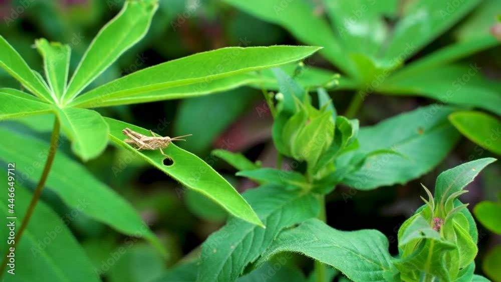 Grasshopper (Chorthippus) sitting steady on lupin (lupinus leaf. Summer, lazy day in the garden. Grasshopper (Chorthippus) sitting steady on lupin (lupinus leaf. Summer, lazy day in the garden.