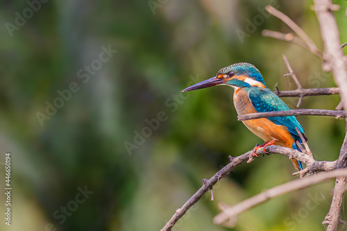 Common Kingfisher resting on a tree