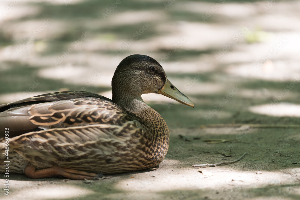 old female mallard duck resting under the shade old female mallard duck resting under the shade