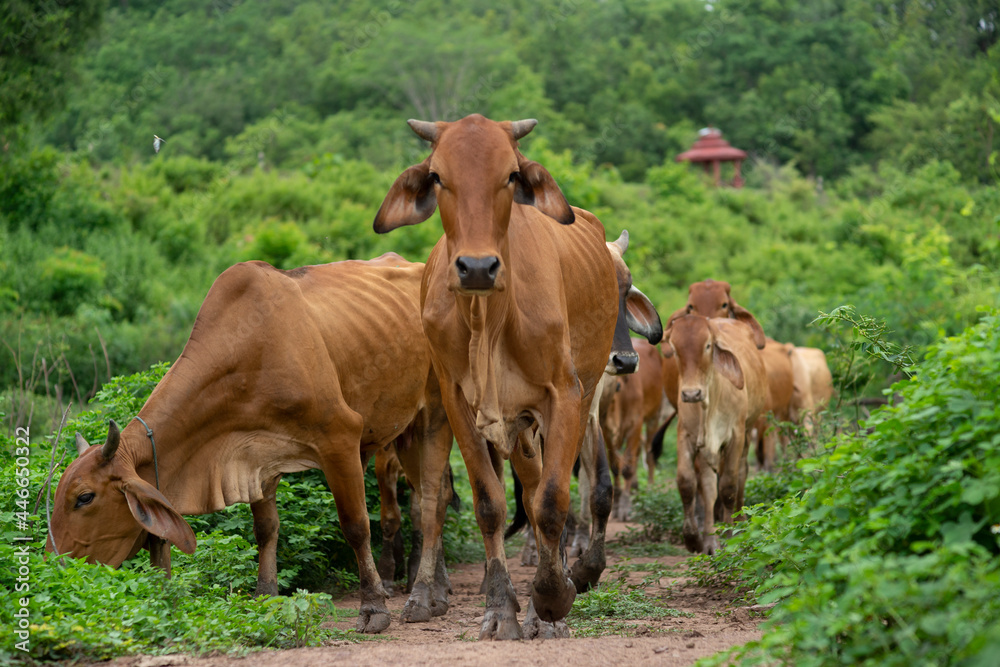 herd of cows in the meadow farmers cows in nature herd of cows in the meadow farmers cows in nature