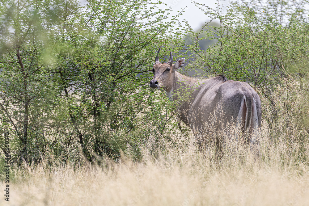 Fototapeta premium Blue Bull in search of food