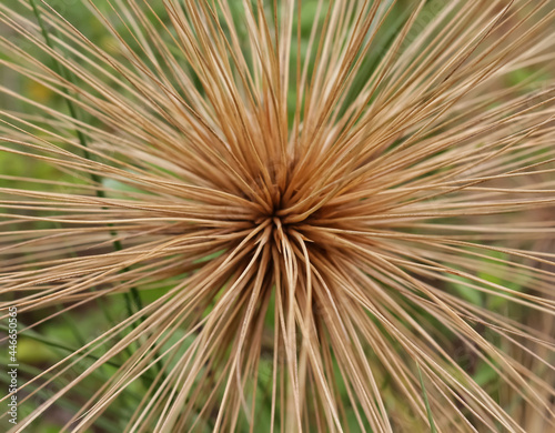 Spinifex