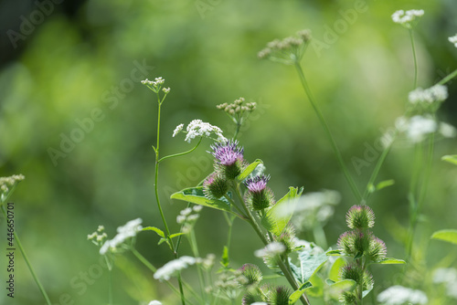 thistle in bloom with a green bokeh background