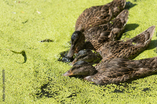 фотографія young mallard ducks foraging for plant material in a shallow pond covered with f