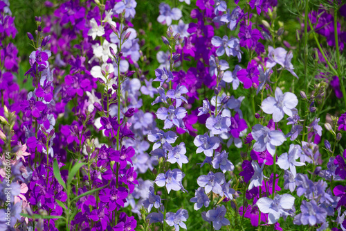Delphinium blooms in the garden  bright blue  purple flowers