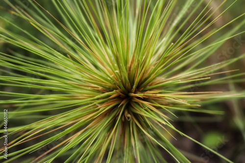 green tree