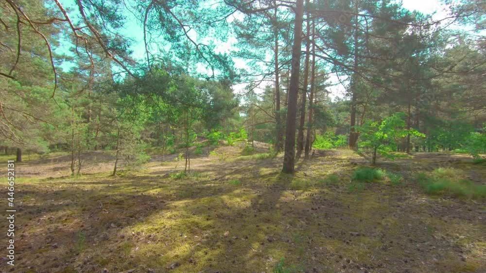 Walking Through the Pine Forest and Looking Up to the Trees. Bottom View of Pine Crowns at Sunny Summer Day. The Sky Can Be Seen Through the Tops of the Trees Walking Through the Pine Forest and Looking Up to the Trees. Bottom View of Pine Crowns at Sunny Summer Day. The Sky Can Be Seen Through the Tops of the Trees