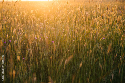 Spikelets in the field on the setting sun.Natural background and texture.