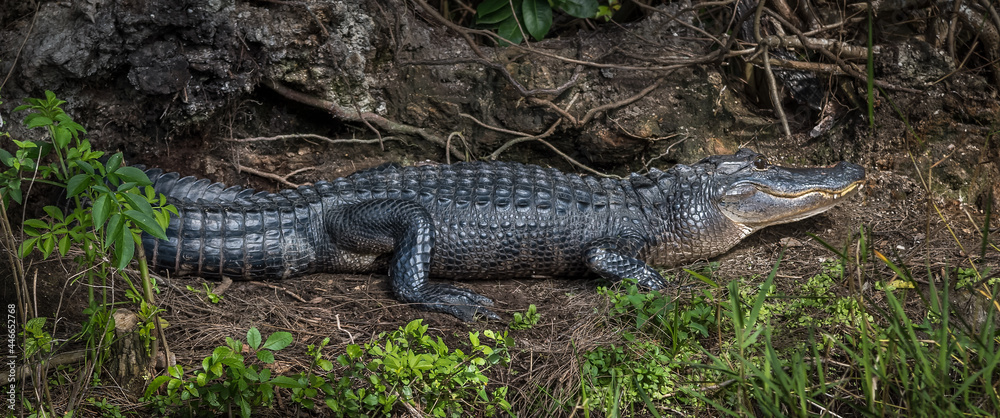 Alligator Alligator