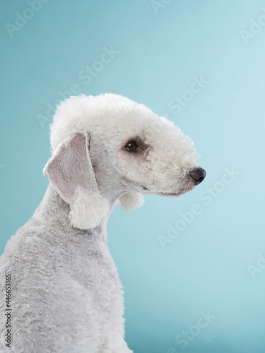 White Bedlington terrier. funny breed pet in studio on a blue background. happy dog
