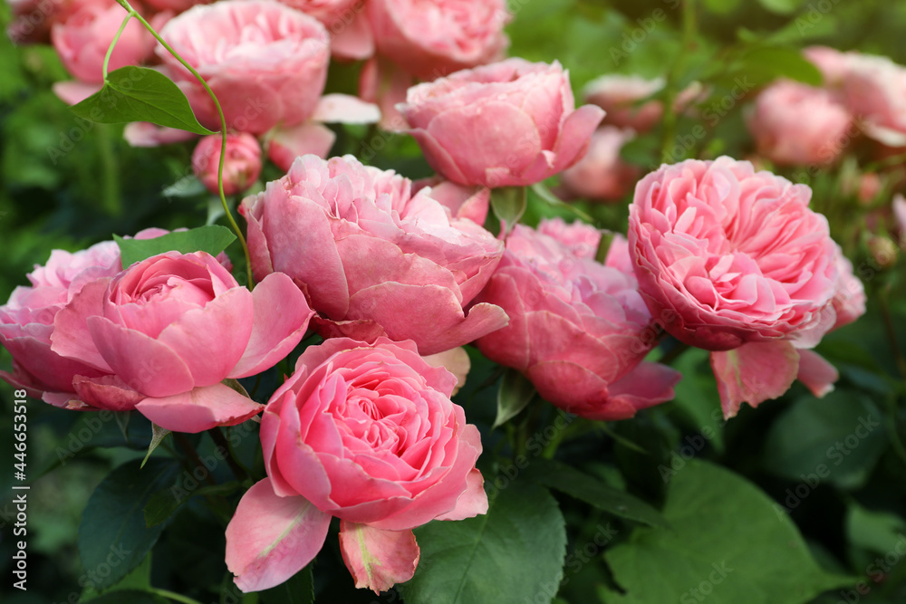 Beautiful blooming pink roses on bush outdoors, closeup