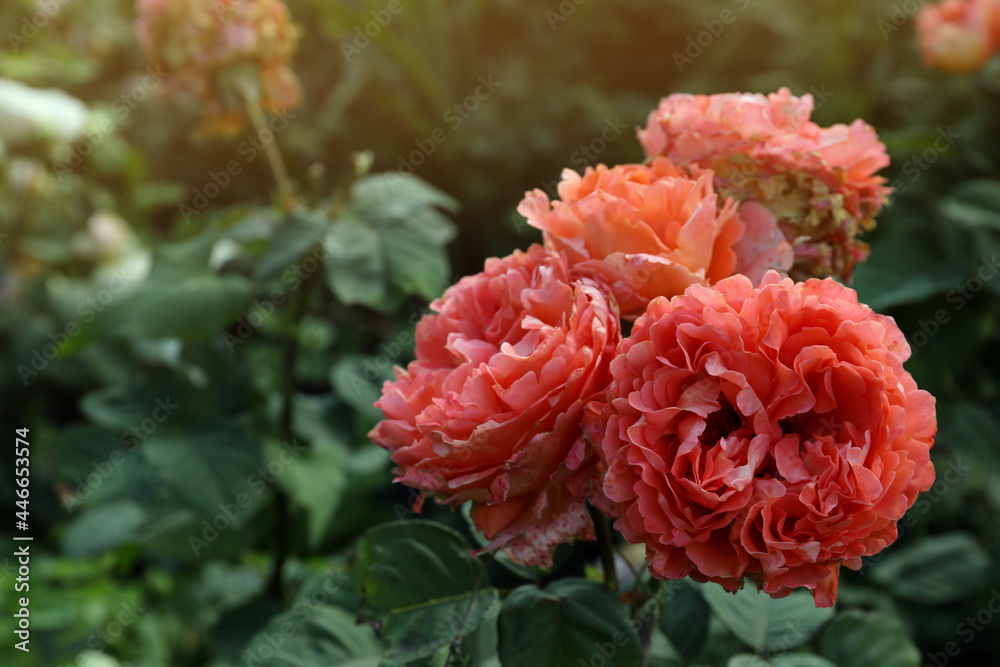 Beautiful blooming coral roses on bush outdoors, closeup. Space for text Beautiful blooming coral roses on bush outdoors, closeup. Space for text