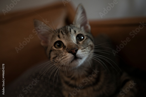The Cute Curious Kitten © Brad