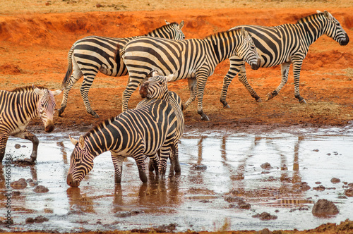 zebras in the serengeti country