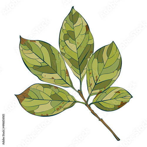 Botanical Hungarian lilac leaves isolated on white background. Simple cartoon flat style vector illustration.
