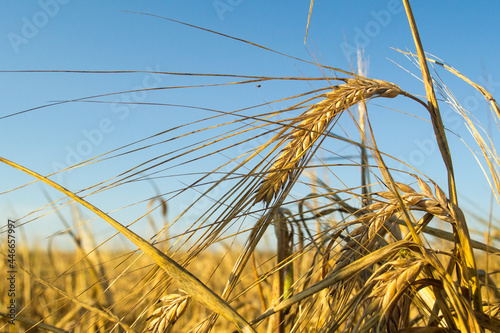 Wheat golden ears
