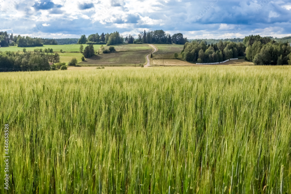 Wheat field in summer. Agricultural cereal plantations. Summer Finnish landscape. Close up. Photo