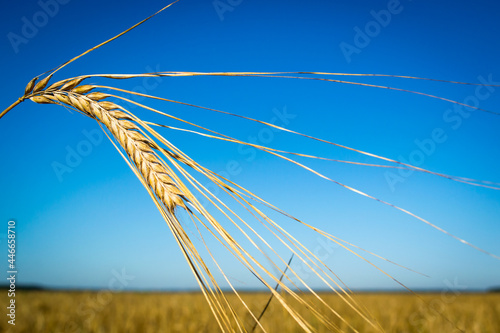 
golden wheat ear
