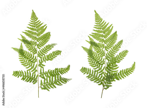 Beautiful fern leaves on white background, collage