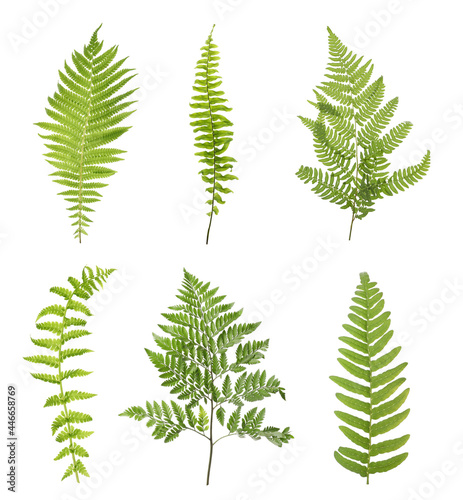Set with beautiful fern leaves on white background