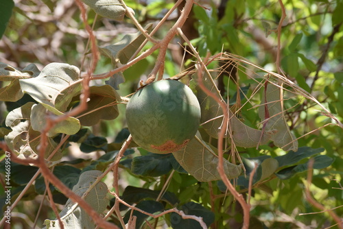 Lobeira - Solanum lycocarpum
