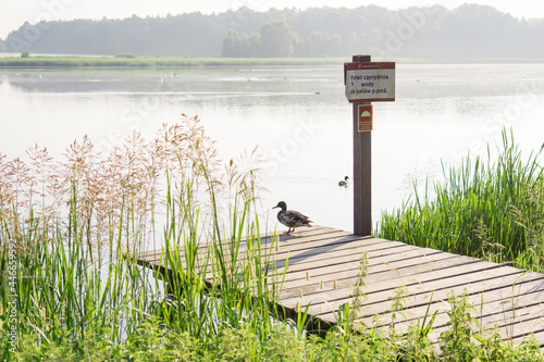 A duck on a footbridge 
