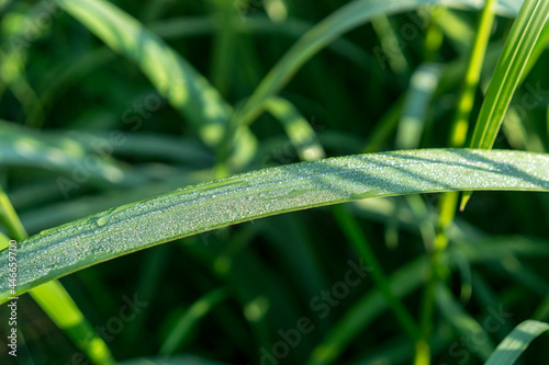 Dew on the grass 
