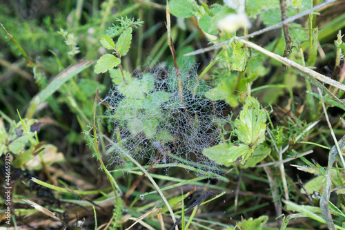 Spider web 