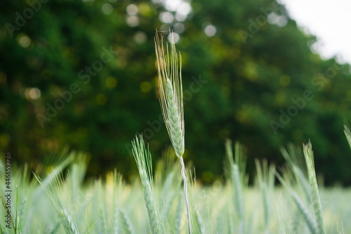 a blade of wheat 