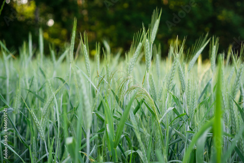Wheat field