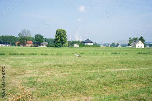 Stork in  the meadow 