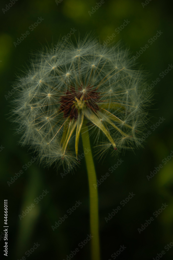 Obraz premium dandelion seed head