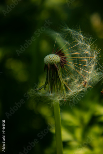 dandelion seed head